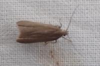 Acompsia cinerella