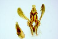 Acompsia cinerella