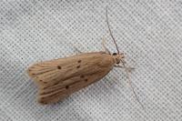 Acompsia antirrhinella