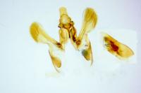 Acompsia antirrhinella