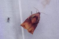 Archips podana