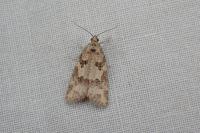 Cnephasia stephensiana
