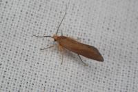 Crassa tinctella