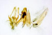 Mirificarma eburnella