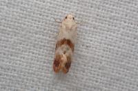 Cochylis epilinana