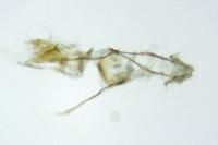 Cochylis epilinana