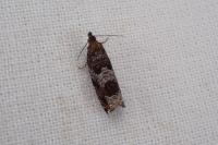 Ancylis achatana