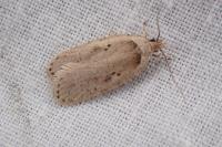 Agonopterix yeatiana