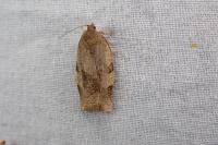 Choristoneura hebenstreitella