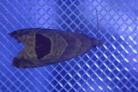 Notocelia uddmanniana