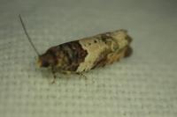 Gypsonoma dealbana
