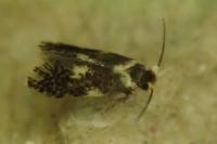 Ectoedemia