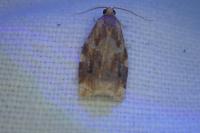 Archips xylosteana