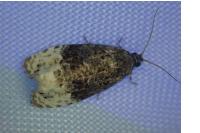 Apotomis betuletana
