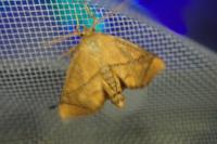 Apoda limacodes