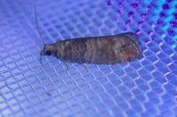 Clavigesta