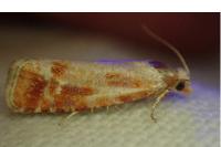 Rhyacionia