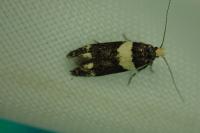 Recurvaria leucatella