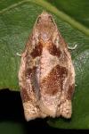 Archips crataegana