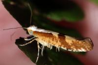 Argyresthia pruniella