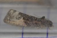 Hedya nubiferana