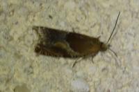 Ancylis obtusana