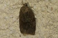 Syndemis musculana