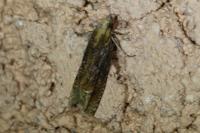 Eucosma