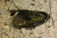 Ptycholoma lecheana