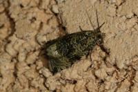 Celypha lacunana