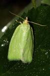 Tortrix viridana