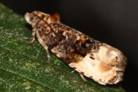 Hedya nubiferana