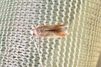 Caloptilia