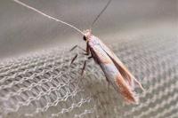 Caloptilia