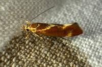 Metalampra italica