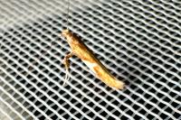 Caloptilia stigmatella