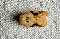 Acleris ferrugana/notana