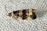 Endothenia gr. gentianaeana