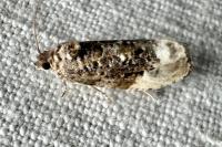 Hedya nubiferana