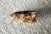 Celypha