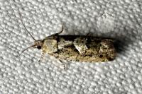 Zeiraphera isertana