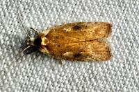 Agonopterix nervosa