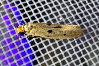 Tinea trinotella