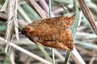 Archips oporana