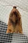 Archips podana