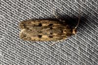 Hofmannophila pseudospretella