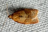 Clepsis consimilana