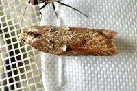 Acleris hastiana