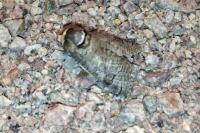 Cossus cossus
