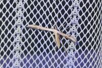 Emmelina monodactyla